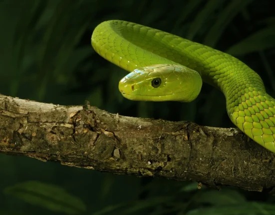 Morsure de mamba vert : un homme en difficulté respiratoire, des médecins utilisent un outil chirurgical pour le stabiliser.
