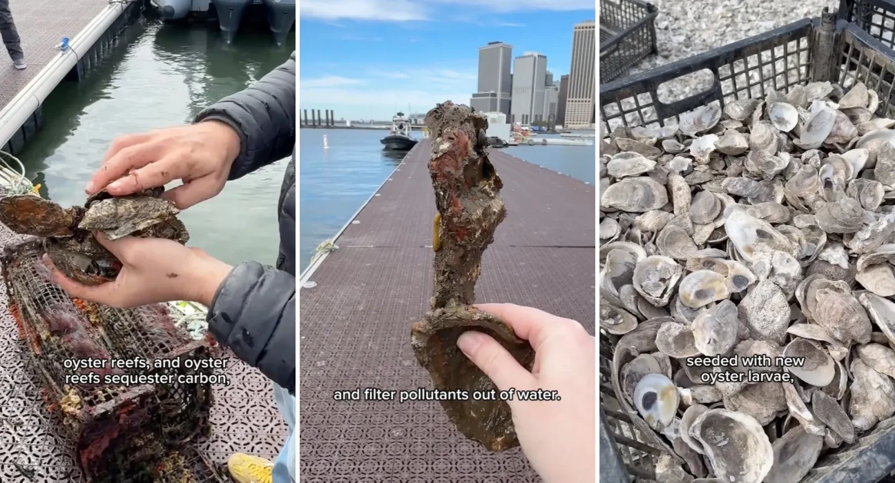 New York : 180 millions de coques d'huîtres recyclées pour restaurer les récifs marins