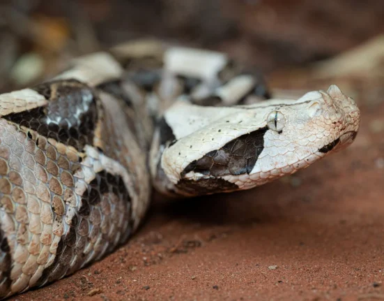 Peur de la Viper Gabonais en Californie : Intervention des Police et Serpents-Attrapeurs, suivie d'une Révélation par l'IA