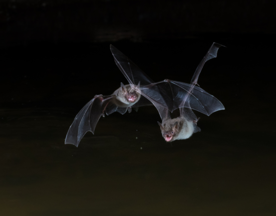 Présence inquiétante : 69 chauves-souris enragées détectées dans les écoles et jardins du comté de Los Angeles