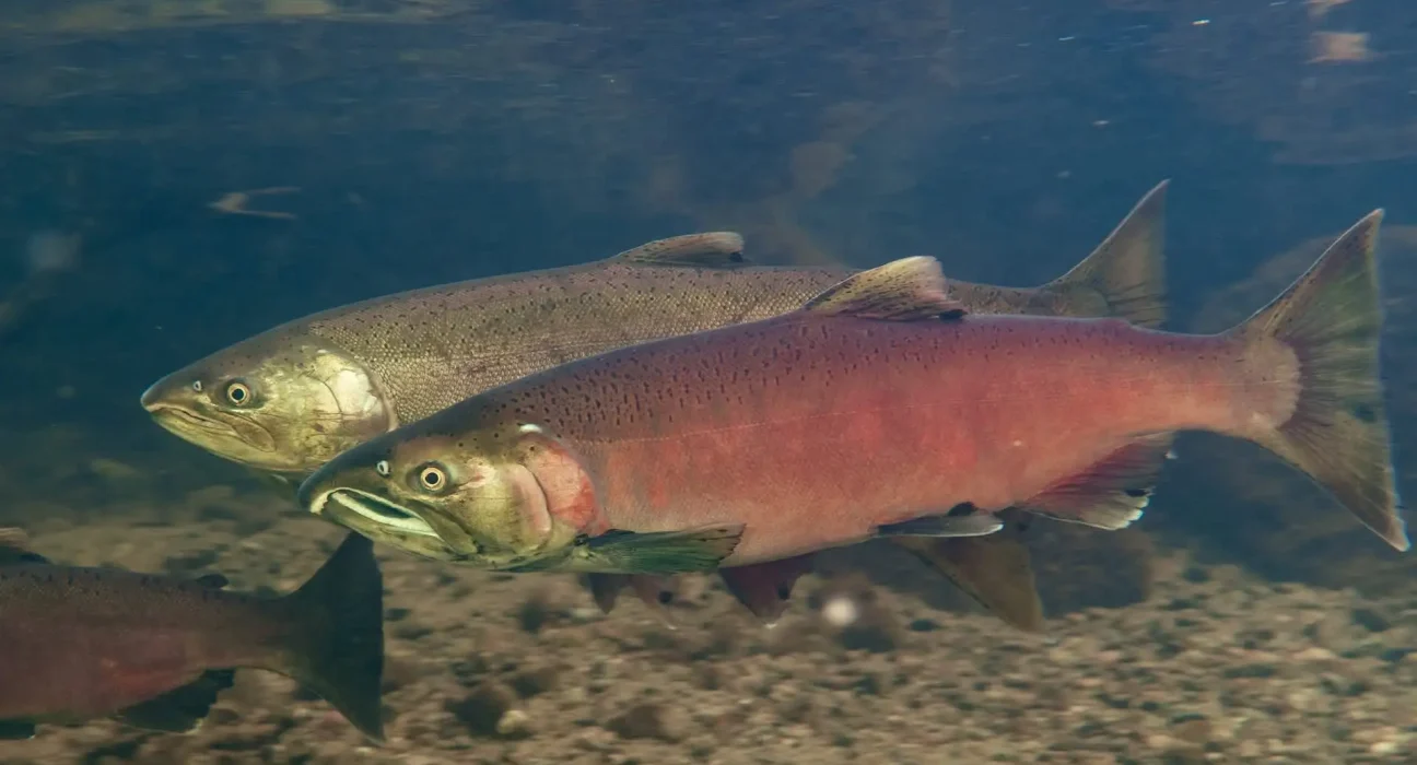Restauration des rivières de Californie : des barrages de castors artificiels ont fait tomber le taux de survie des saumons coho de 8% à 60%