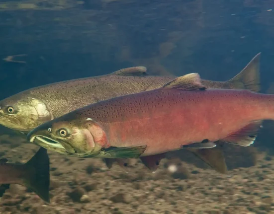 Restauration des rivières de Californie : des barrages de castors artificiels ont fait tomber le taux de survie des saumons coho de 8% à 60%