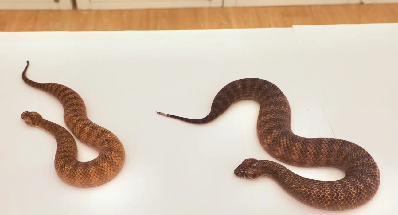 Shazza, l'acheron géant : un serpent de 1,10 mètre, presque le double de la taille normale