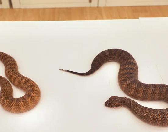 Shazza, l'acheron géant : un serpent de 1,10 mètre, presque le double de la taille normale