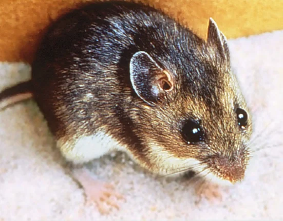 USC en Caroline du Sud reçoit une citation 'critiqued' de l'USDA après le décès d'une souris cerf par manque de nourriture