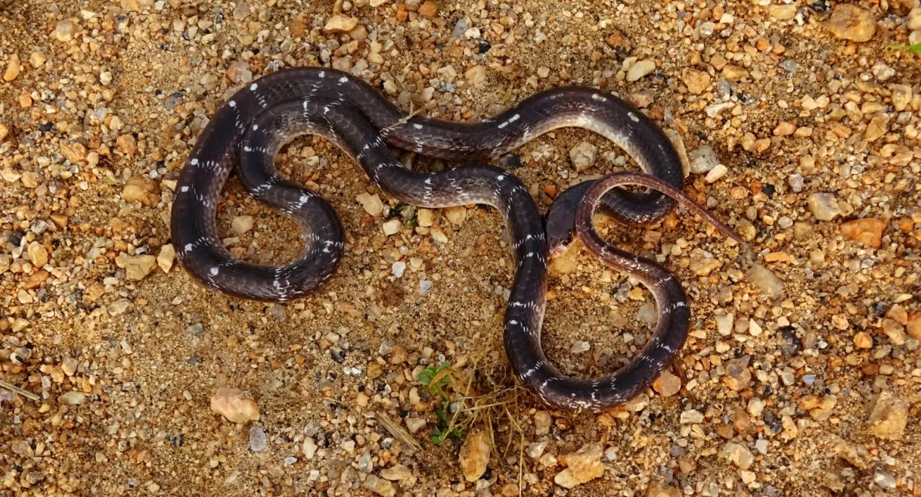 Un Indien se rend à l'hôpital en vélo, serpent mort à la main