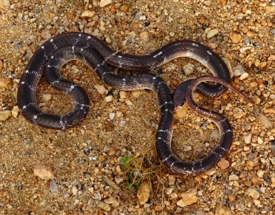 Un Indien se rend à l'hôpital en vélo, serpent mort à la main