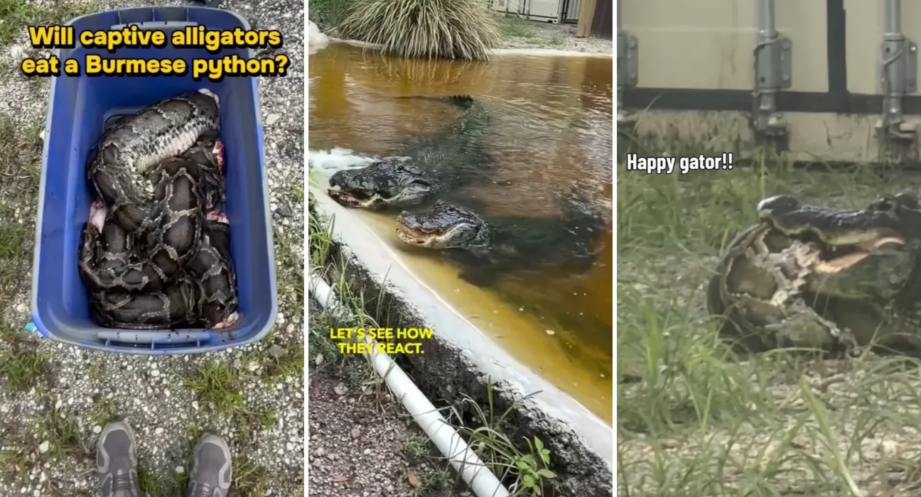 Un biologiste de Floride immerge un python birman de 4,5 mètres dans l'enclos des alligators.