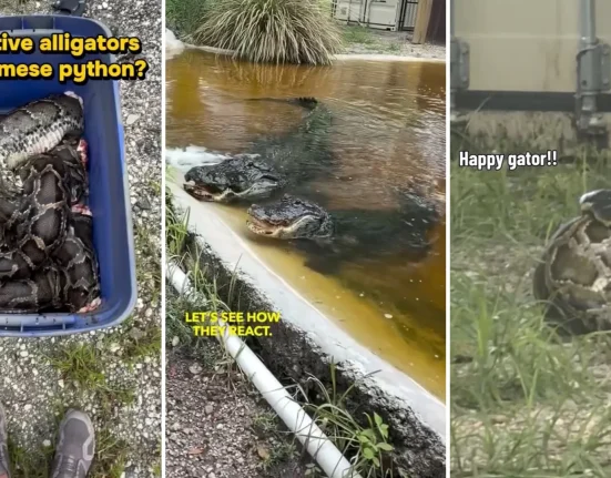 Un biologiste de Floride immerge un python birman de 4,5 mètres dans l'enclos des alligators.