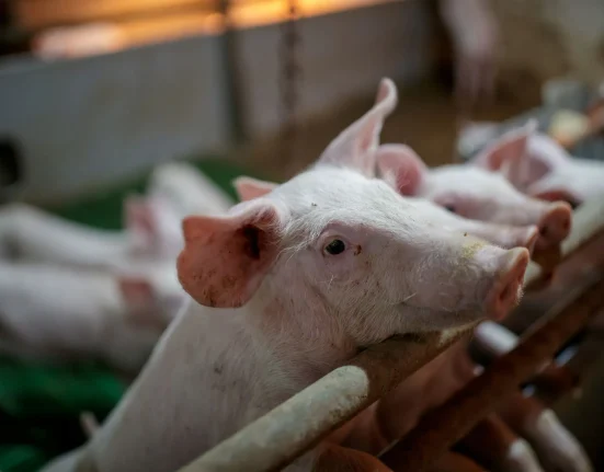 Un chercheur de l'Iowa alerte sur le cancer lié aux élevages de porcs et se lance en politique pour la direction agricole de l'État.