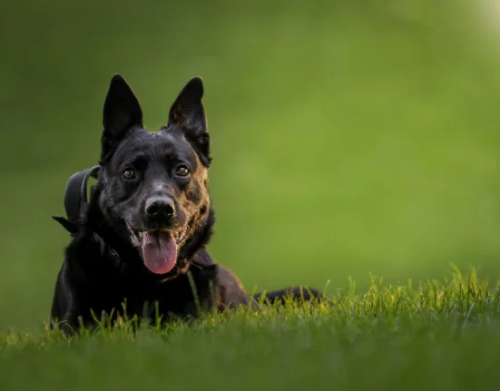 Un chien policier à la retraite en Floride retrouve joie et agilité après avoir perdu une patte lors d'une embuscade.