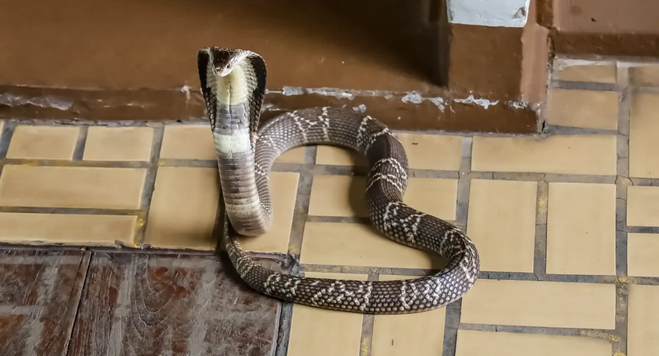 Un homme tue une cobra avec ses dents après l'avoir écrasée : les experts démystifient l'incident.