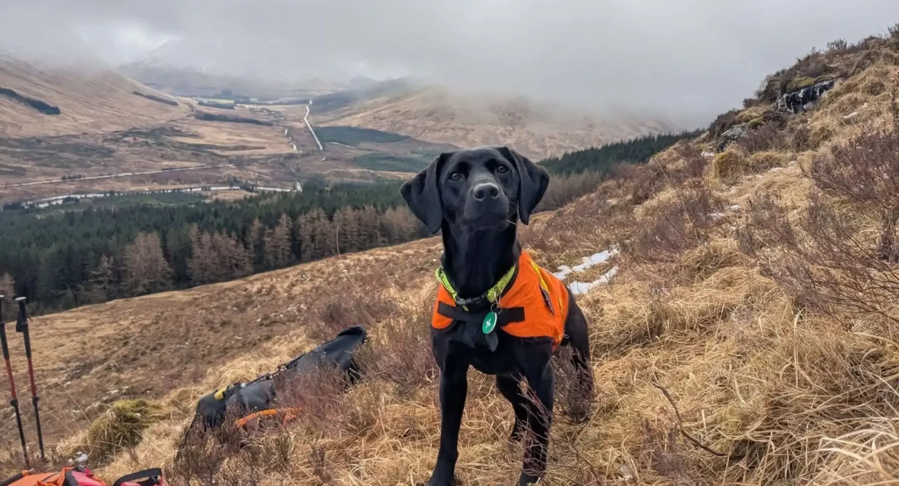 « Un labrador noir à la chasse à la 'vomi de mer' en Écosse élu Animal de l'Année »