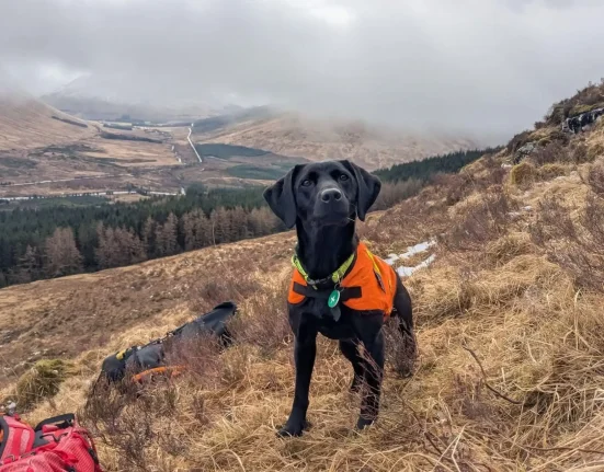 « Un labrador noir à la chasse à la 'vomi de mer' en Écosse élu Animal de l'Année »