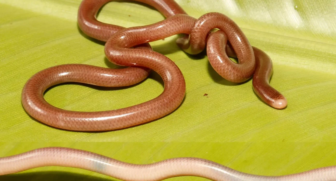 Un serpent aveugle découvert dans l'ouest de la Chine : un membre méconnu d'une espèce encore inexplorée.