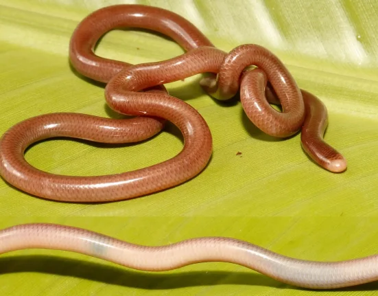 Un serpent aveugle découvert dans l'ouest de la Chine : un membre méconnu d'une espèce encore inexplorée.