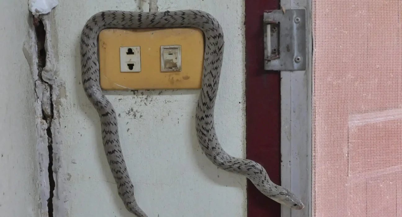 Un serpent provoque une coupure d'électricité pour 10 000 clients en Alabama.