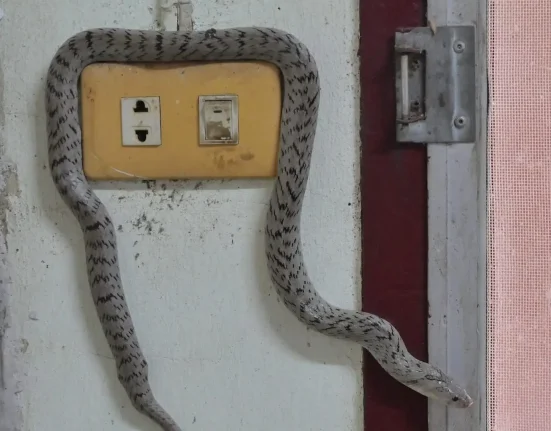 Un serpent provoque une coupure d'électricité pour 10 000 clients en Alabama.