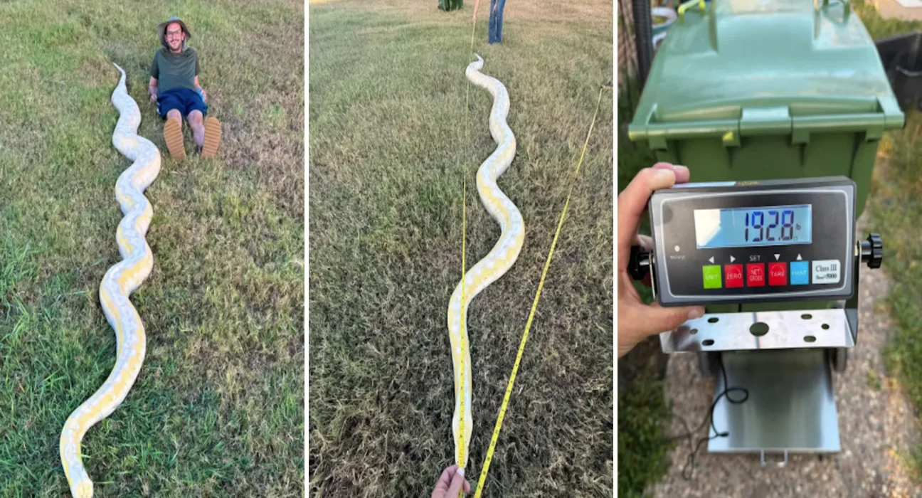 Un serpent python géant de 5,2 mètres et 87 kg débusqué au Texas du Sud.