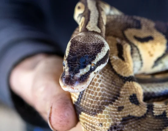 Un voyageur arrêté à l'aéroport de Mascate avec plusieurs pythons royaux.