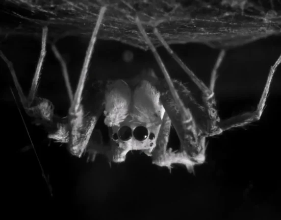 Une araignée en Australie dort la tête en bas et traverse des phases de sommeil semblables aux nôtres.